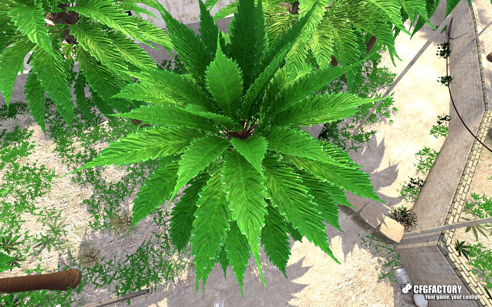 Weed Palm Trees