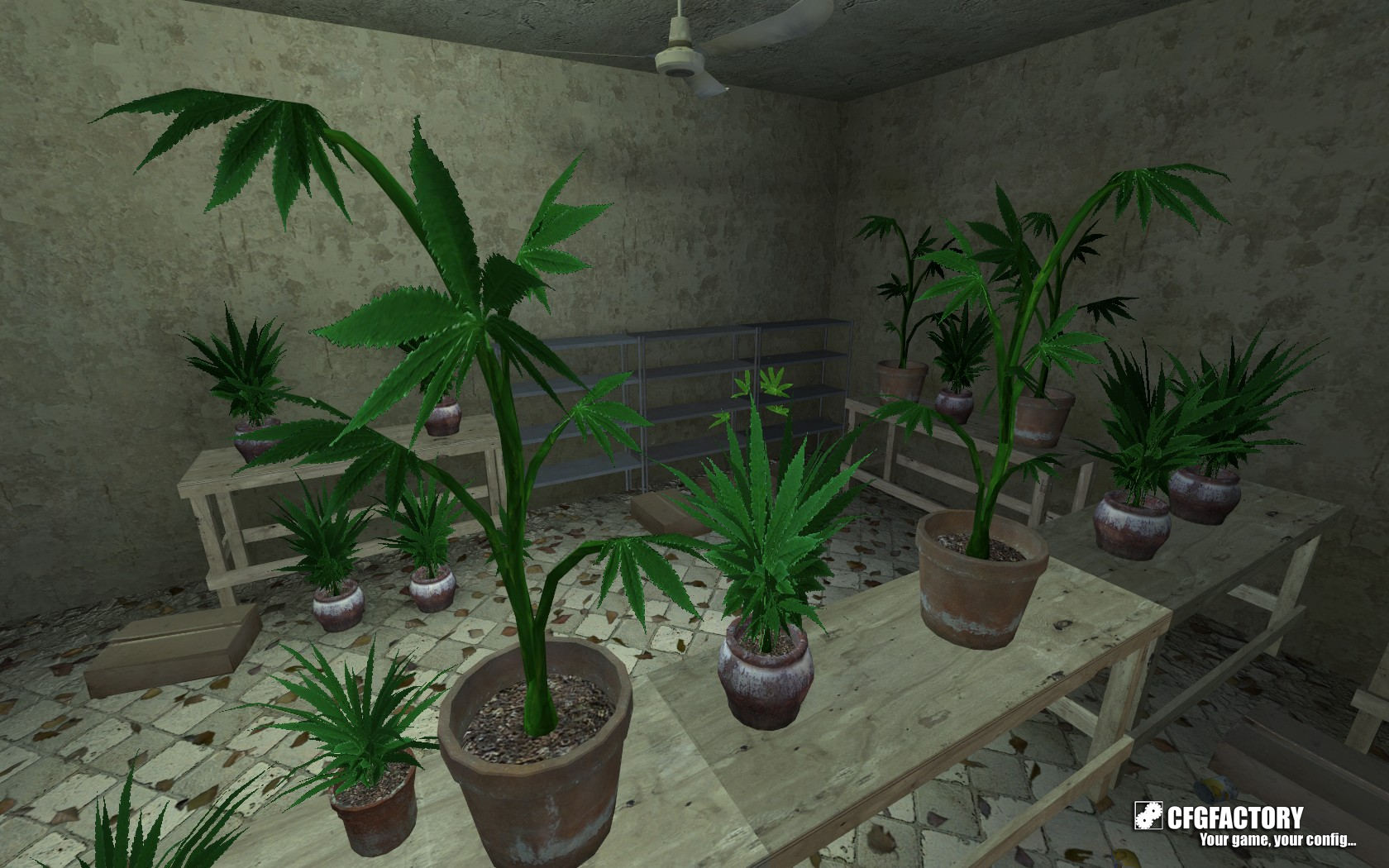 Weed Plants