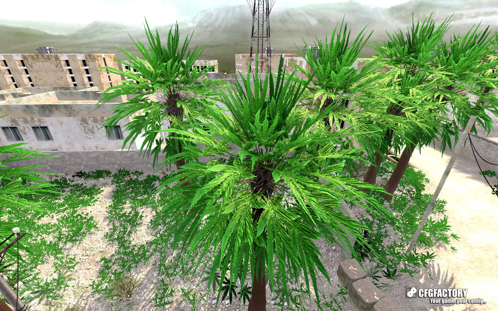 Weed Palm trees Â°2