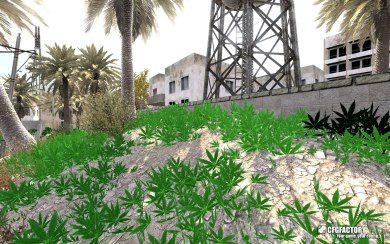 Weed Grass
