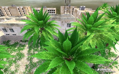Weed Palm Trees