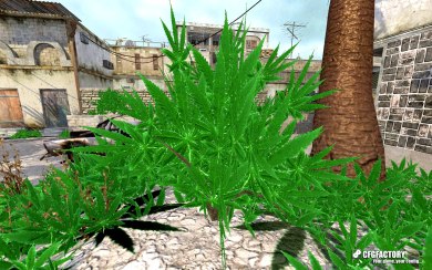Weed Bush
