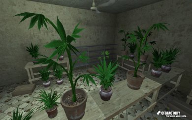 Weed Plants