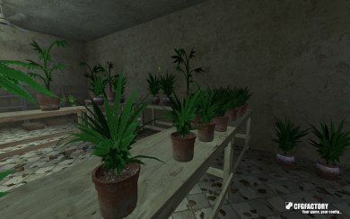 Weed Plants