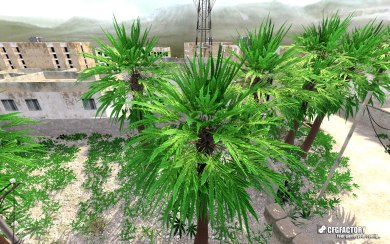 Weed Palm trees Â°2