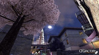 Sakura Trees