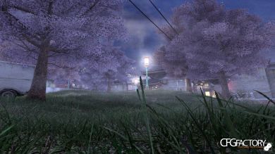 Sakura Trees