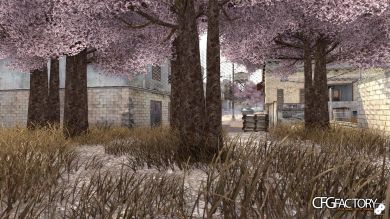 Sakura Trees