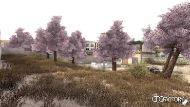 Sakura Trees
