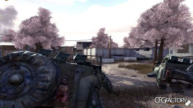 Sakura Trees