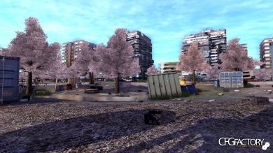 Sakura Trees