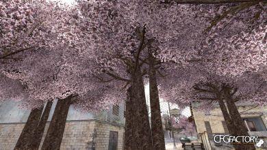 Sakura Trees