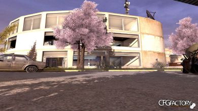 Sakura Trees