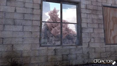 Sakura Trees