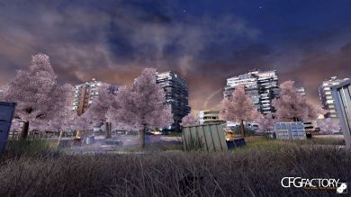 Sakura Trees