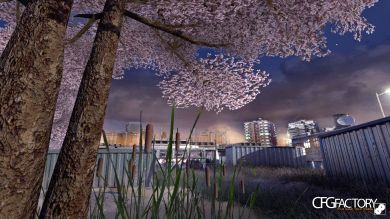 Sakura Trees