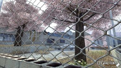Sakura Trees