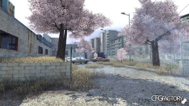 Sakura Trees