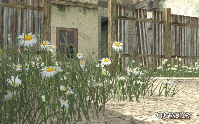Camomile green grass